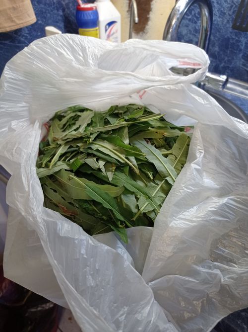 Иван-чай заготовка, ферментация, сушка