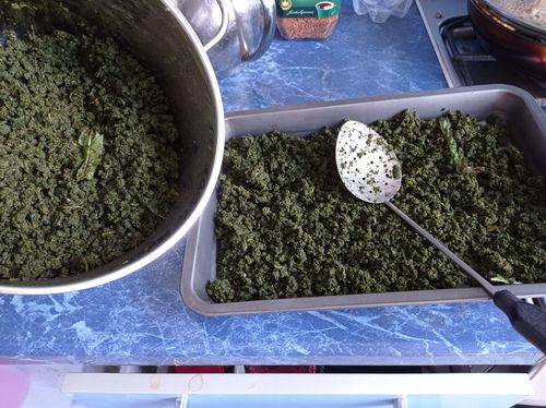 Иван-чай заготовка, ферментация, сушка