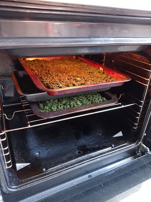 Иван-чай заготовка, ферментация, сушка