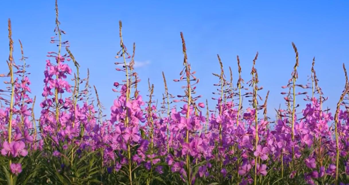 Иван чай заготовка ферментация сушка