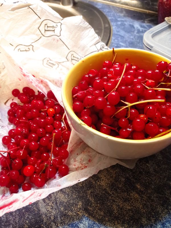 Калина полезные качества