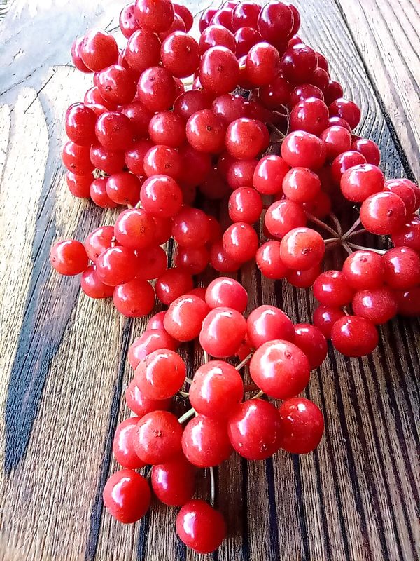 Калина полезные качества