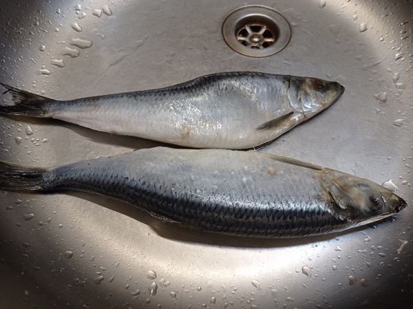 Селедка жареная