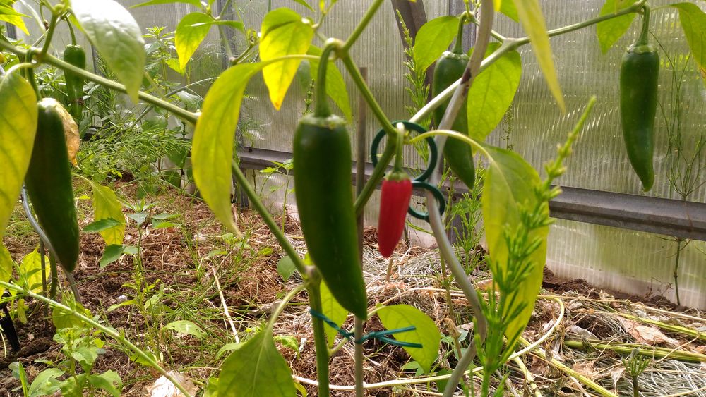 Ткемали из желтой алычи